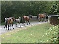 Ponies heading for Burley from Burley Moor