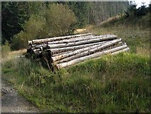 NX3695 : Timber stack on the West Aquaduct (sic) road by Oliver Dixon