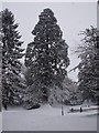 Giant Redwood, Memorial Gardens, Tring