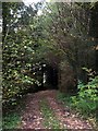 Woodland ride near Kilgrammie