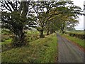 Tree-lined road near Kirkbride