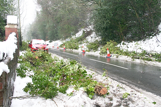 Fallen Tree, Wells Road