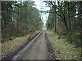 Forestry road in High Stand Plantation