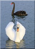 TQ8353 : Swans on Leeds Castle moat by Penny Mayes