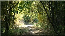 SK4764 : An Autumnal Stroll by Alan Walker
