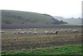 Sheep grazing by A30