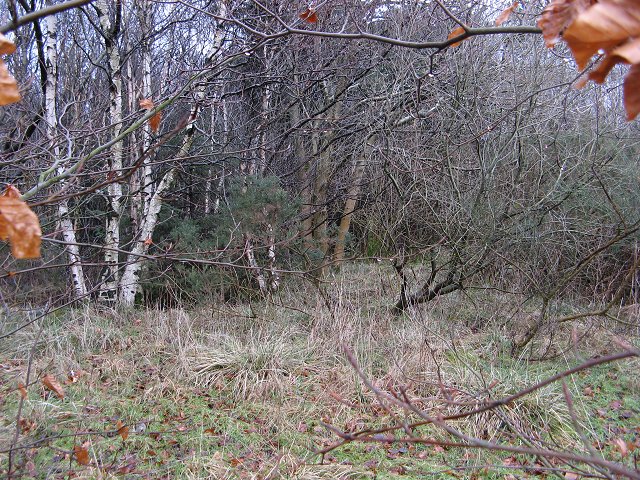 Chacefield Wood