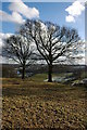 Trees above Hope under Dinmore