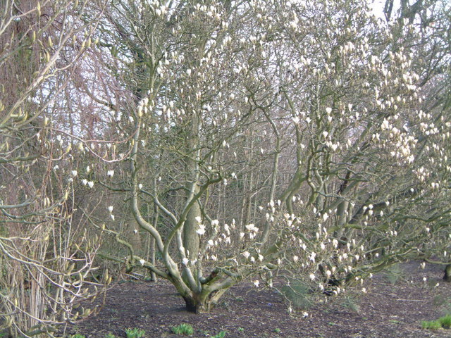 Knighton Park  magnolias