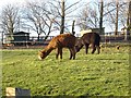 Alpacas