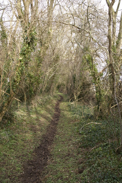 Bridleway to Great Coll Wood