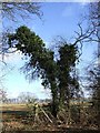 Ivy-covered tree near Puddephat