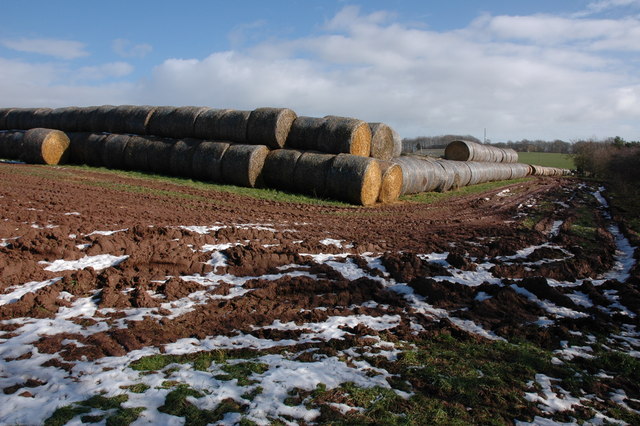 Straw bales at The Cotts Farm, Westhope