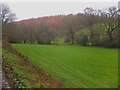 Pasture and Woods