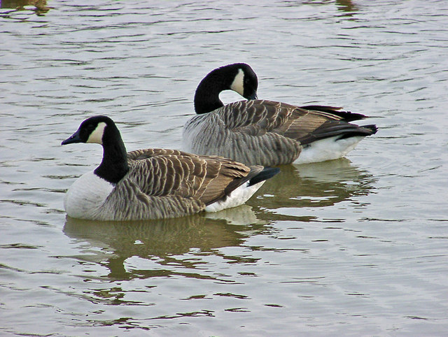 Canada Geese, Waters' Edge Park