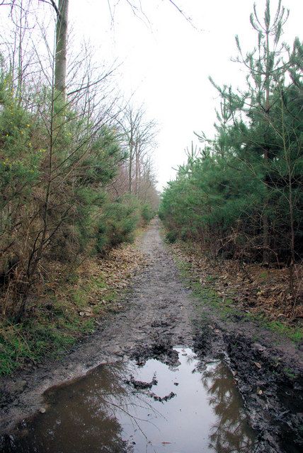 A Puddle on the Bridleway