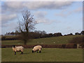 SP7333 : Sheep below Thornborough. by Andrew Smith