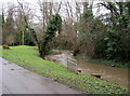 River Pinn after winter rain