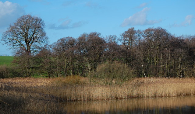 Reed Beds Budworth Mere