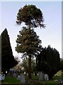 Chile Pine Tree