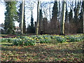 SJ4287 : Spring in the Blackwoods, Woolton by Sue Adair