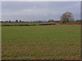 Arable farmland, Adstockfields