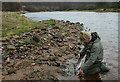 A Spey ghillie unhooks a salmon kelt on the Rothes Beat.