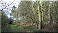 Public Footpath through Rowland Plantation