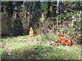 Hens scratching on the verge near St Georges Church, Fovant