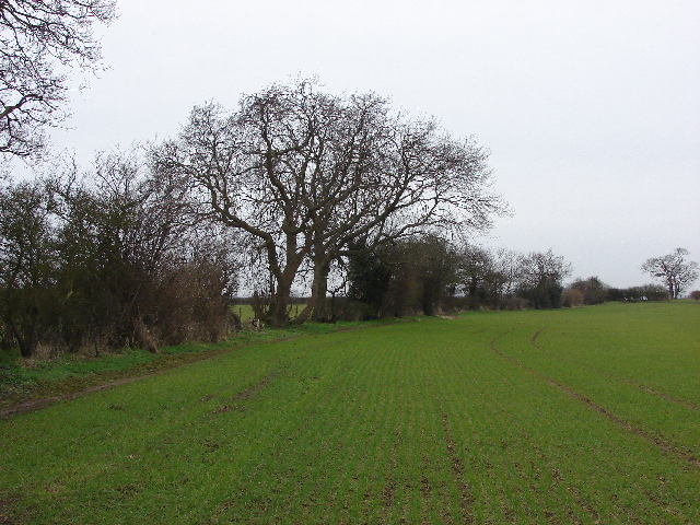 Footpath by hedge and wheatfield