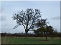 Bare trees and mistletoe