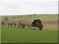 Wetlands, Coldstream