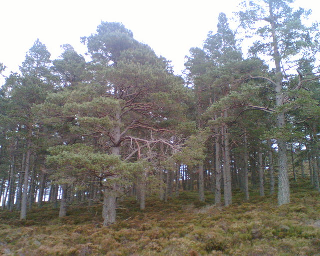 Native Scots Pine