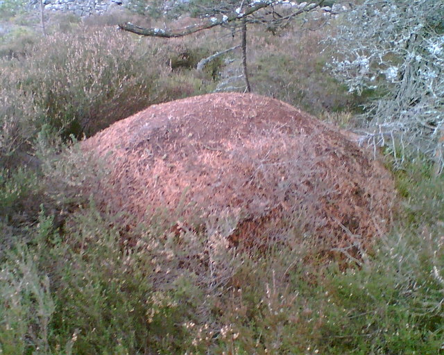 Wood Ant Hill