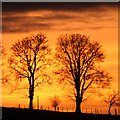 Setting sun behind treelined fence at Muiralehouse