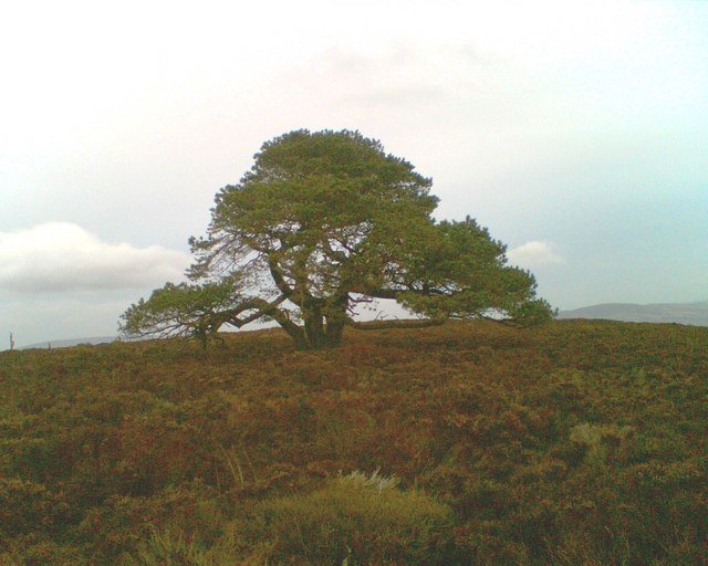 Lonesome Pine