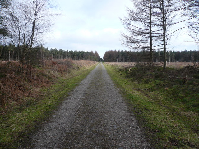 Bottom Moor - Main Woodland Path
