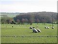 Sheep in fields opposite Horton View Farm