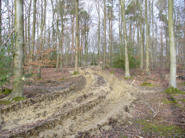 Forest Track, Footland Wood