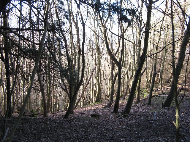 Woodland, Abercorn