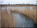 Reedbed