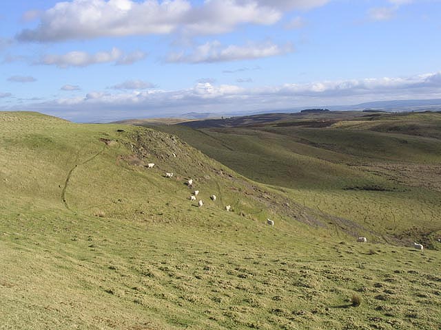 Sheep Grazing At Alemoor Craig © Walter Baxter Geograph Britain And Ireland