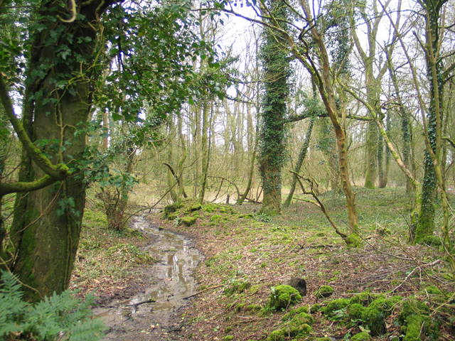 Pitts Wood