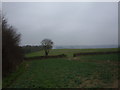 Field / Tree Line near Sango Point