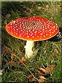 SK6174 : Clumber Park - Fly Agaric (with flies) by Alan Heardman