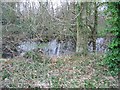 Pond in the woods, near Hode Farm