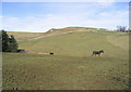 Horse field near New Headshaw