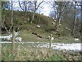 Sheep near Llanarmon yn Ial