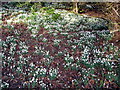 Bank of Snowdrops in Calderglen Park