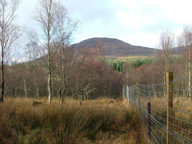 Fence and Woodland